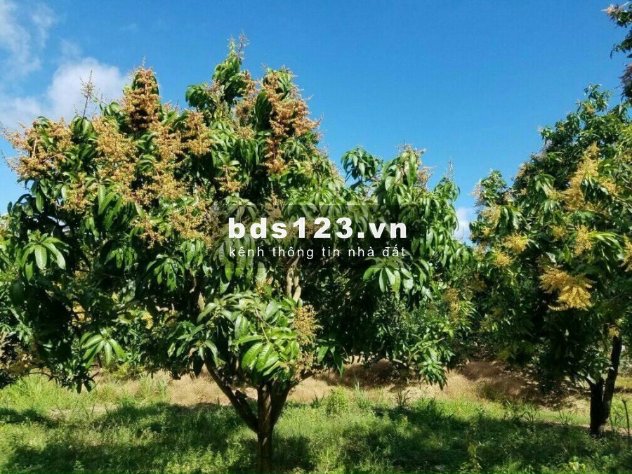 Chủ nhà kẹt tiền nên cần bán nhanh lô đất 1200m2 giá 495tr/sao SHR ở Định Quán, đồng nai.