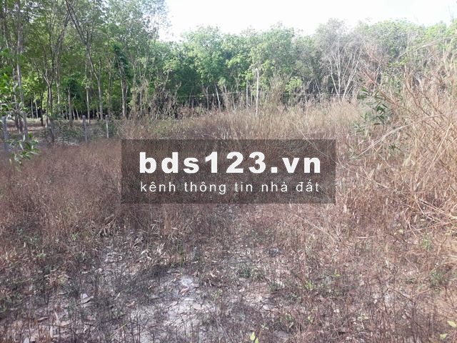 Bán đất có sổ hồng chính chủ giáp Bến Cát Bình Dương