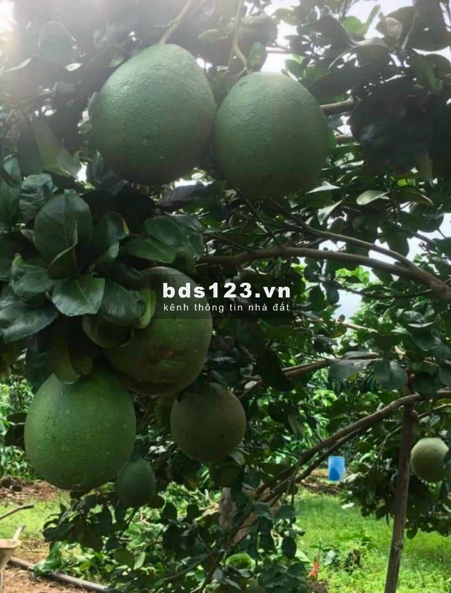 Bán vườn bưởi đang có quả đường bê tông