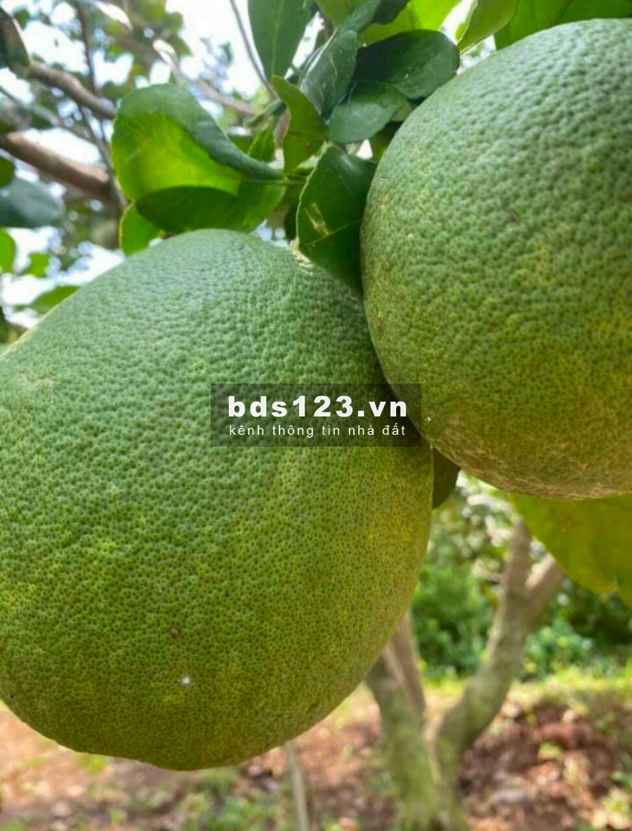 Bán vườn bưởi đang có quả đường bê tông
