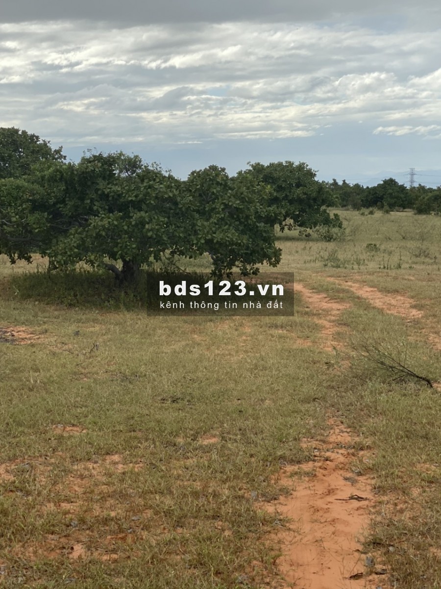 Bán 1,3ha đất nông nghiệp hồng thái cách đường liên xã 150m chỉ 95k/m2 Lh 0938677909 Hiền