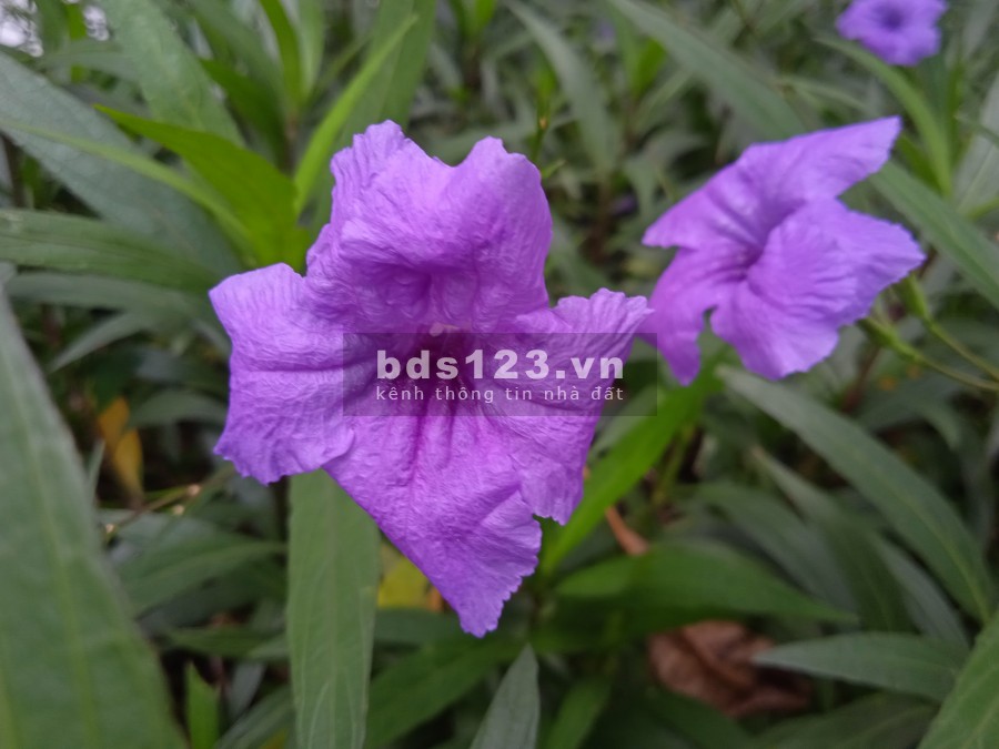 Giỏ hàng căn hộ cho thuê tại chung cư New City Thủ Thiêm mới nhất và chính xác nhật ạ