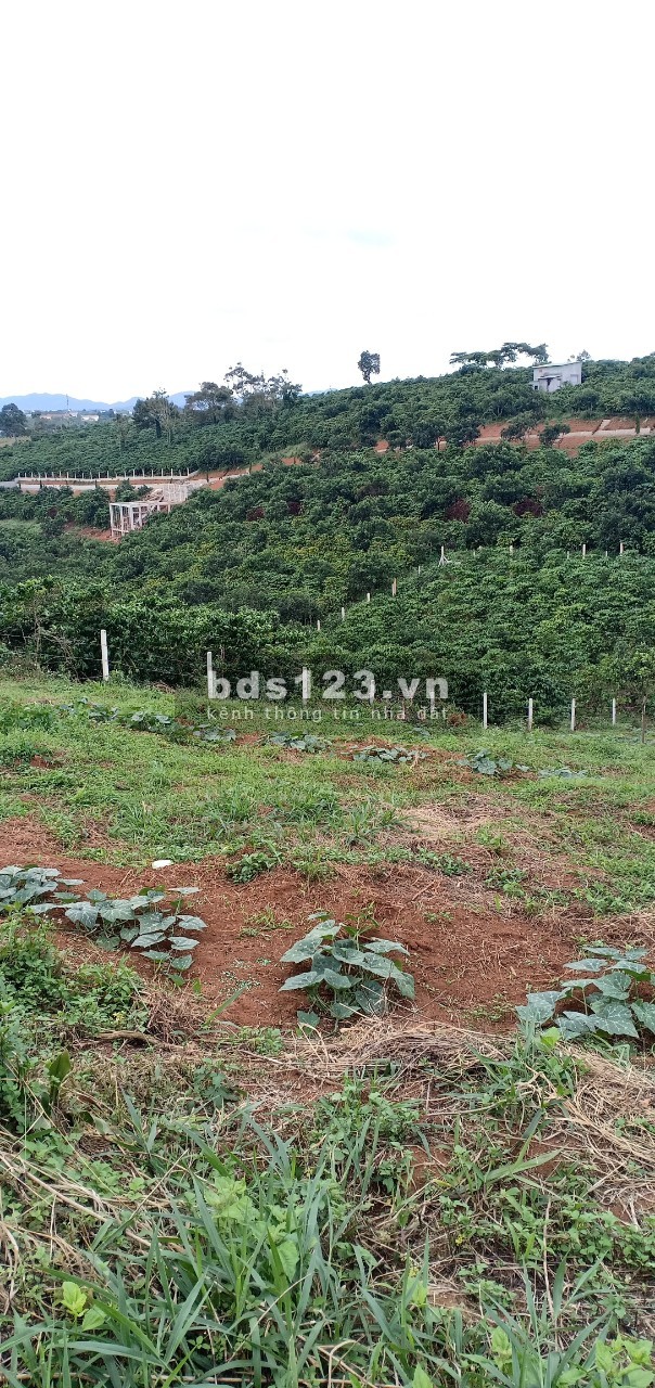 Bán 2000m2 đất vườn nghỉ dưỡng hồ Nam Phương phường Lộc Phát Tp. Bảo Lộc