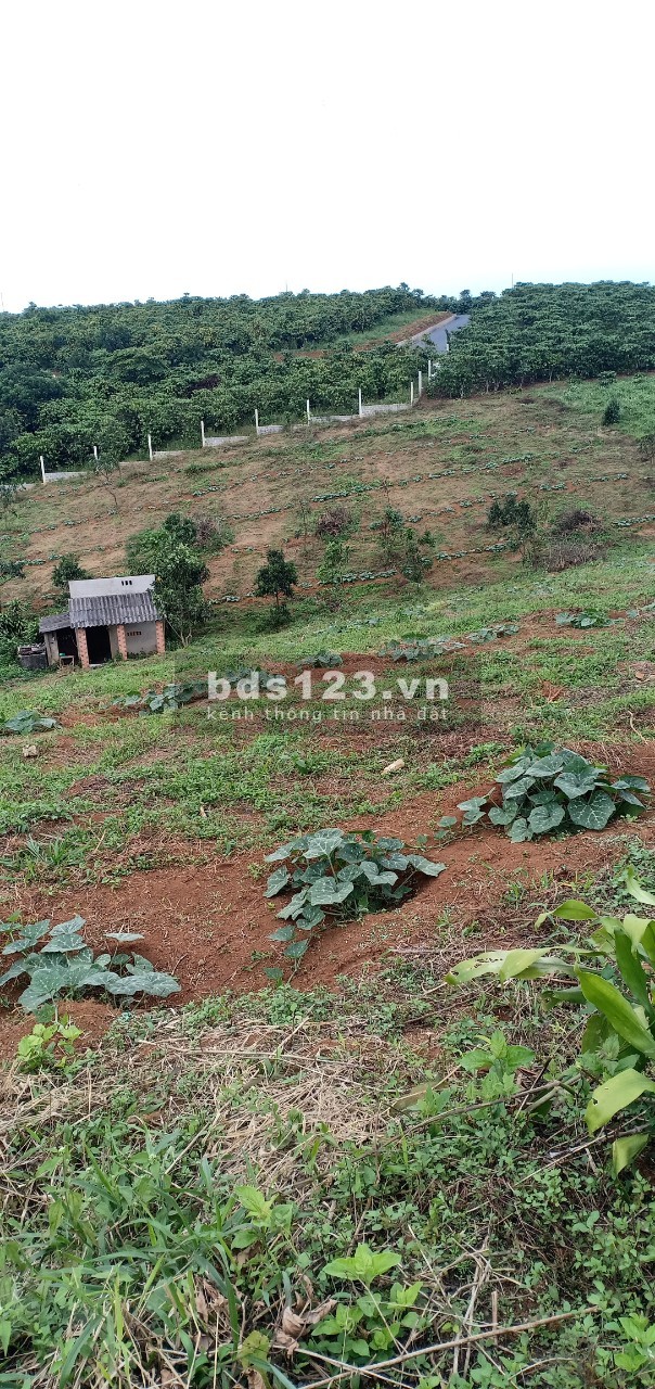 Bán 2000m2 đất vườn nghỉ dưỡng hồ Nam Phương phường Lộc Phát Tp. Bảo Lộc