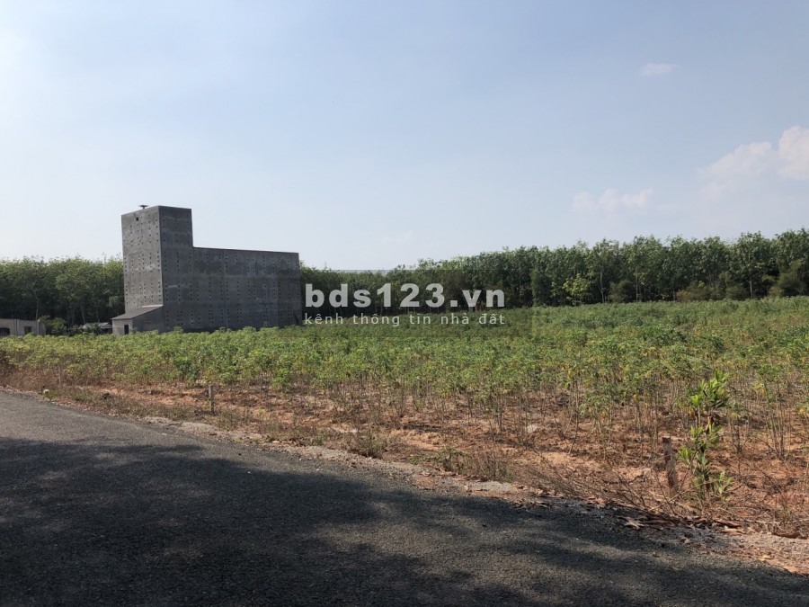 Đất sào 1000m2 giá 380 triệu thích hợp xây dựng nhà nuôi yến