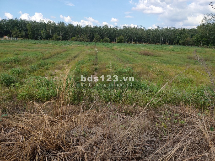 Đất sào 1000m2 giá 380 triệu thích hợp xây dựng nhà nuôi yến