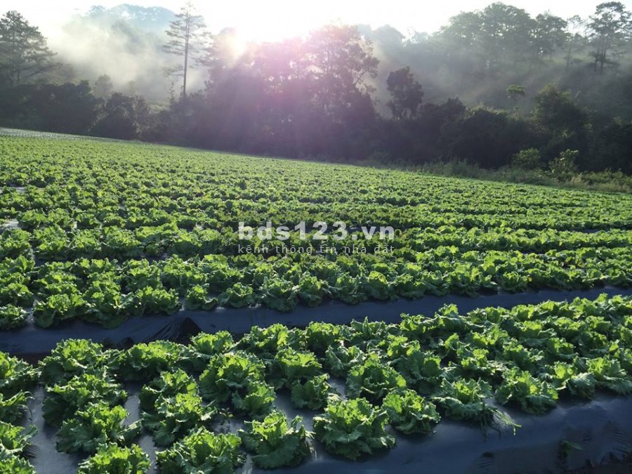 Đơn giản chỉ 20 triệu sở hữu ngay 700m2 farmstay, view sông Đại Nga