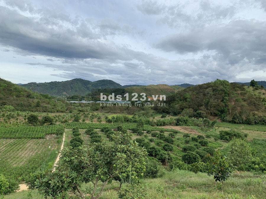Cơ hội đầu tư sinh lời cần bán gấp 1,3Ha Đất trồng cây tại Đạ Kho, Đạ Tẻ Lâm Đồng