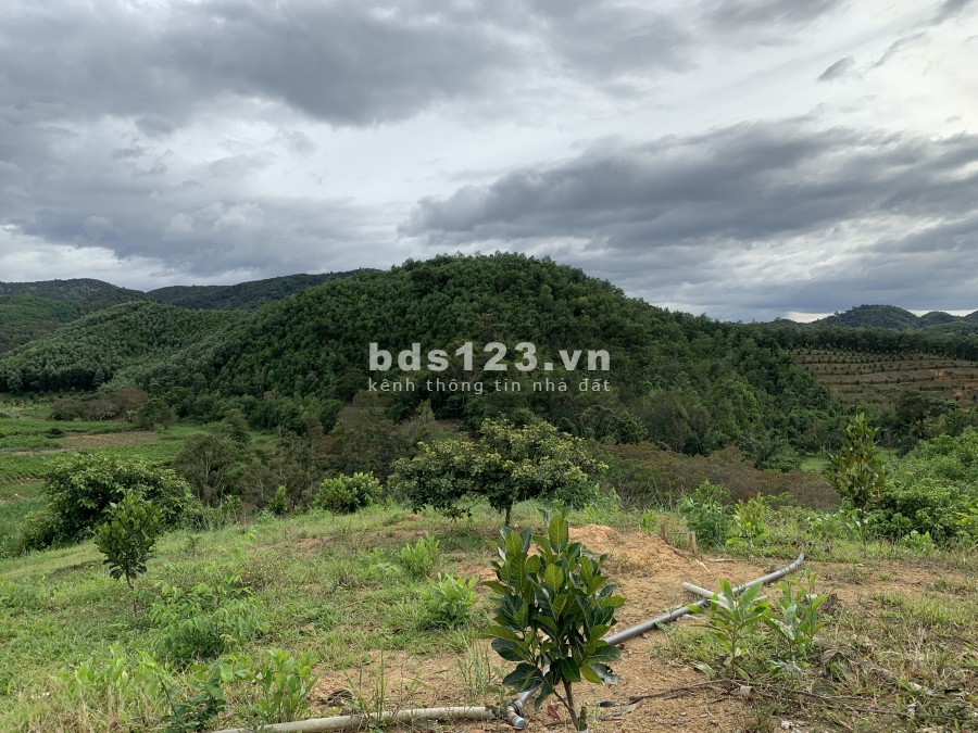 Cơ hội đầu tư sinh lời cần bán gấp 1,3Ha Đất trồng cây tại Đạ Kho, Đạ Tẻ Lâm Đồng