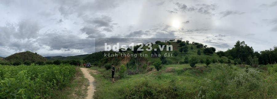 Cơ hội đầu tư sinh lời cần bán gấp 1,3Ha Đất trồng cây tại Đạ Kho, Đạ Tẻ Lâm Đồng