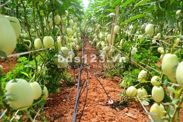 Đơn giản chỉ 20 triệu sở hữu ngay 700m2 farmstay, view sông Đại Nga