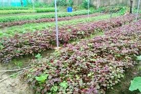 Đơn giản chỉ 20 triệu sở hữu ngay 700m2 farmstay, view sông Đại Nga