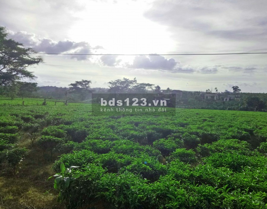 Đơn giản chỉ 20 triệu sở hữu ngay 700m2 farmstay, view sông Đại Nga
