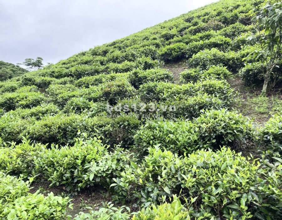 Cần bán 1 xào 1 tỷ đất đường nhựa hiện hữu xã Lộc Thành