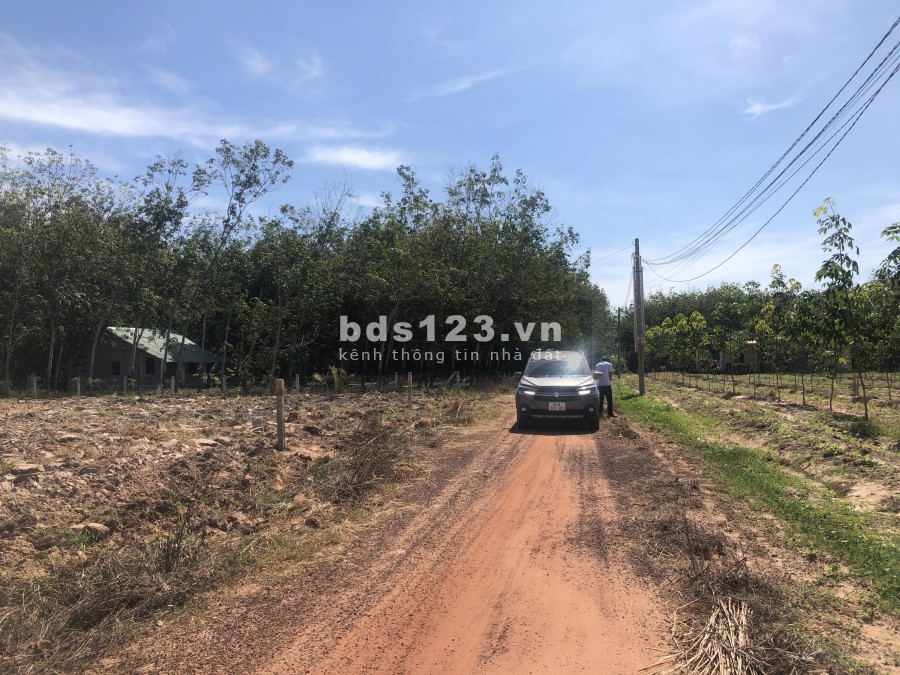 Đất vườn Minh Hoà Dầu Tiếng Bình Dương 1000m2