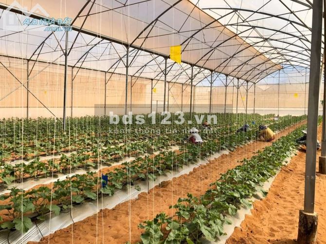 Chính chủ bán gần 1ha2 đất hoa màu nằm trong lòng khu dân cư hiện hữu ở xã Bình Tân, Bắc Bình, Bình Thuận giá chỉ 82.000đ/m2