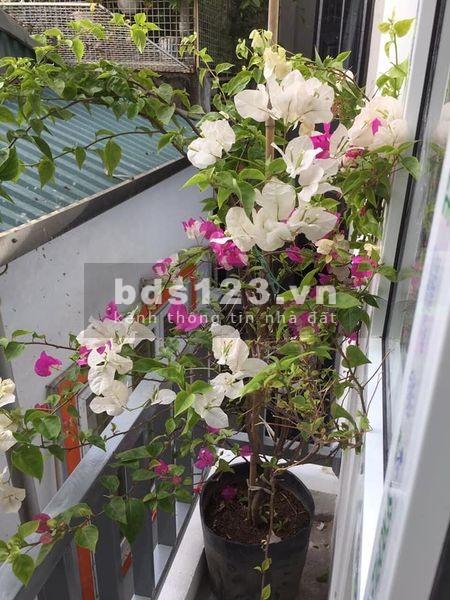 THANH NHÀN- LÔ GÓC- NHÀ ĐẸP- DTSD 70M- 2 TỶ 2.