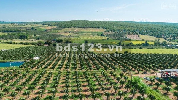 Bán đất vườn ven biển Bình Thuận, đón đầu xu hướng nghỉ dưỡng, SHR giá chỉ từ 60.000đ/m2