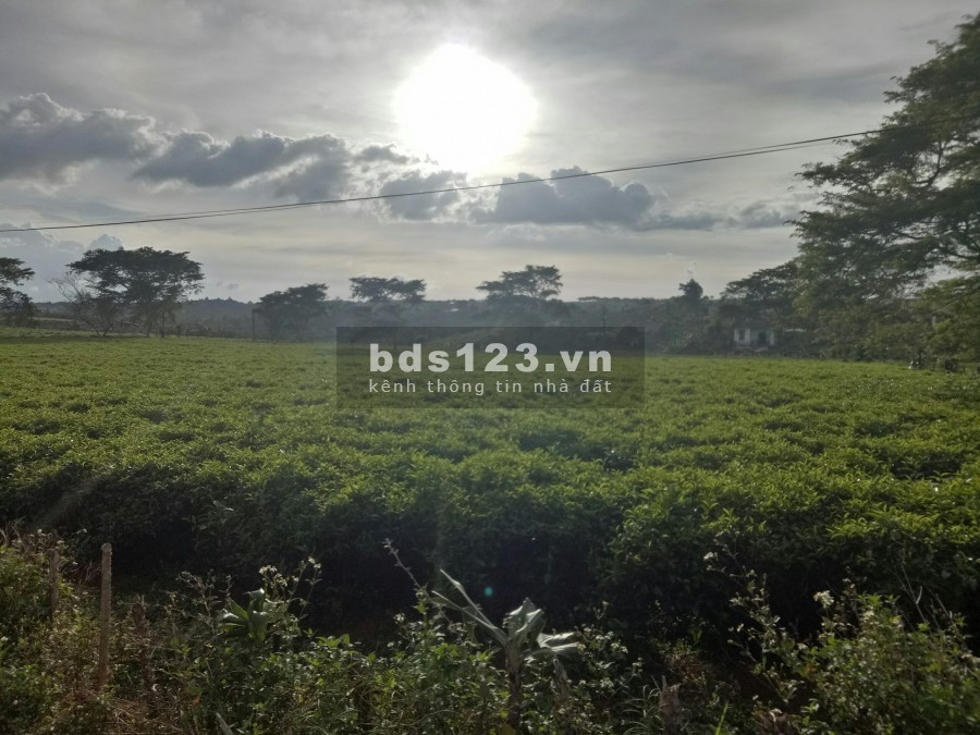 Cần tiền cho con đi Du Học bán gấp 600m2 view hồ sinh thái Nam phương, giá 670 triệu