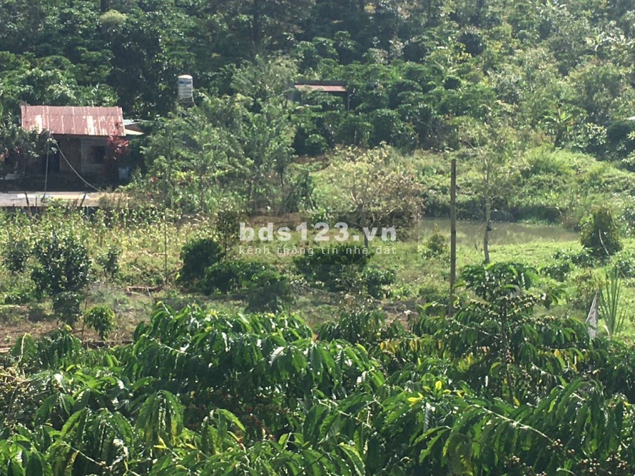 Vườn nghỉ dưỡng Lộc Nam Tp Bảo Lộc bán trong 15 ngày.