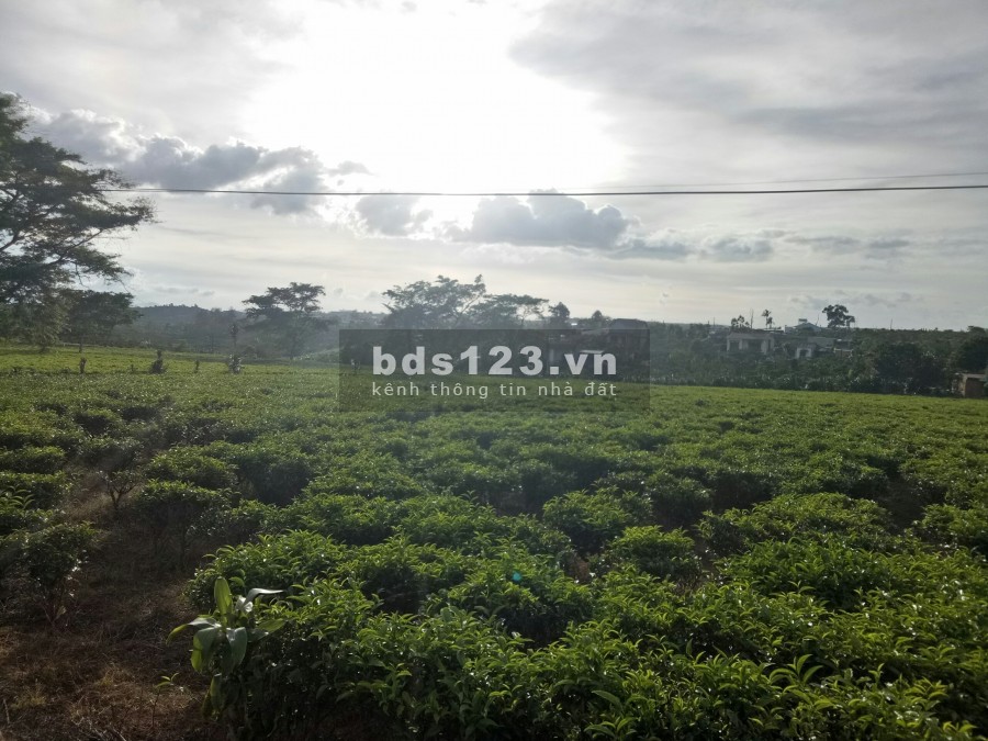 Chữa bệnh nan y cần bán gấp 700m2, 650 triệu, mua bán nhanh gọn mau lấy tiền