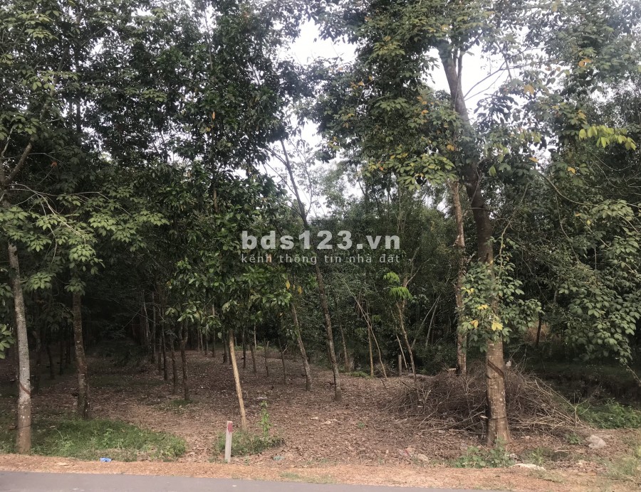 Đất Định An Dầu Tiếng Bình Dương DT 1800m2 chỉ 620 triệu