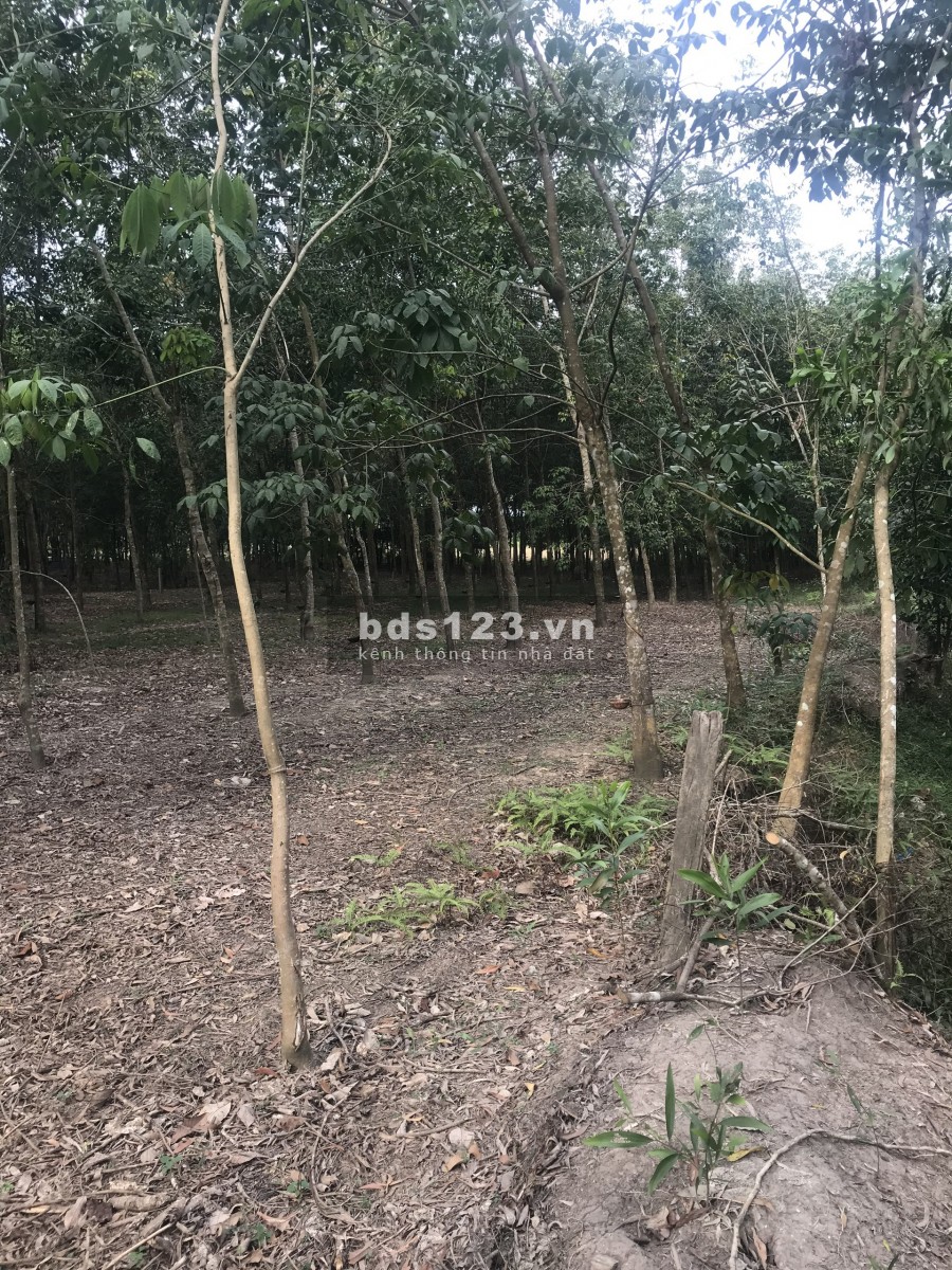 Đất Định An Dầu Tiếng Bình Dương DT 1800m2 chỉ 620 triệu