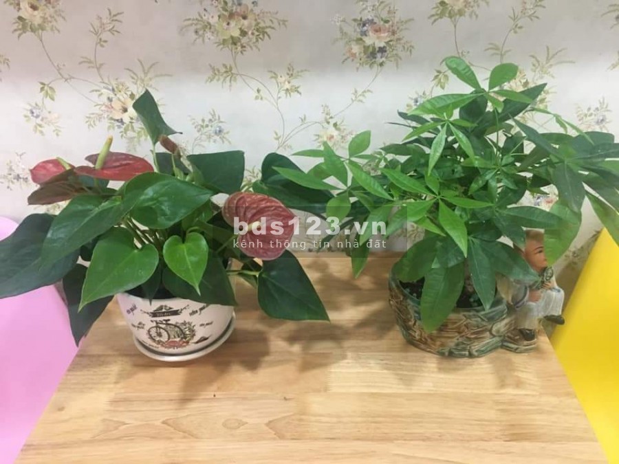 Thanh lý dùm chủ căn nhà P7, Tân Bình. Ngang 4,5M. Rộng 40m2.
