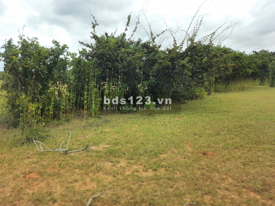 Bán lô đất vườn sổ đỏ Bình Thuận, có đường, gần Quốc lộ 1A, vuông vức, 3078m2 chỉ 369 triệu