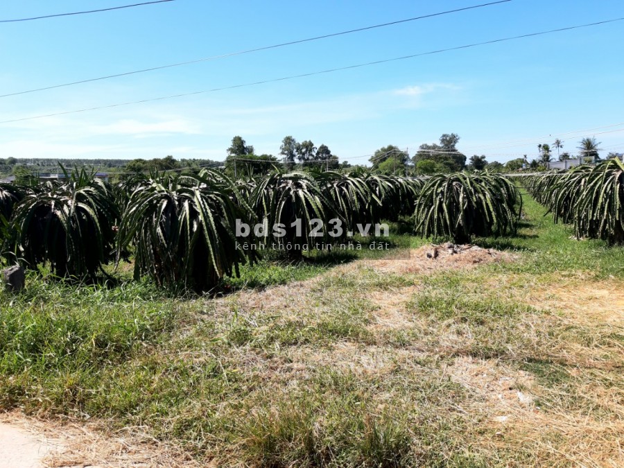 Bán 3000m2 đất sào có thổ cư gần TP.Phan Thiết