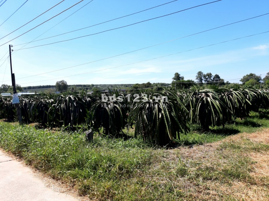 Bán 3000m2 đất sào có thổ cư gần TP.Phan Thiết