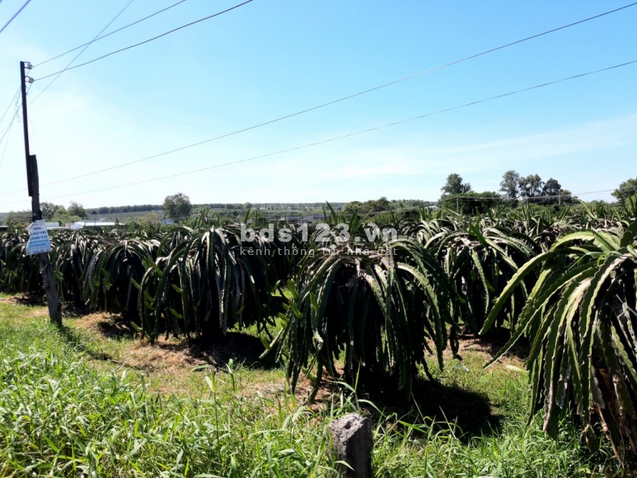 Bán 3000m2 đất sào có thổ cư gần TP.Phan Thiết