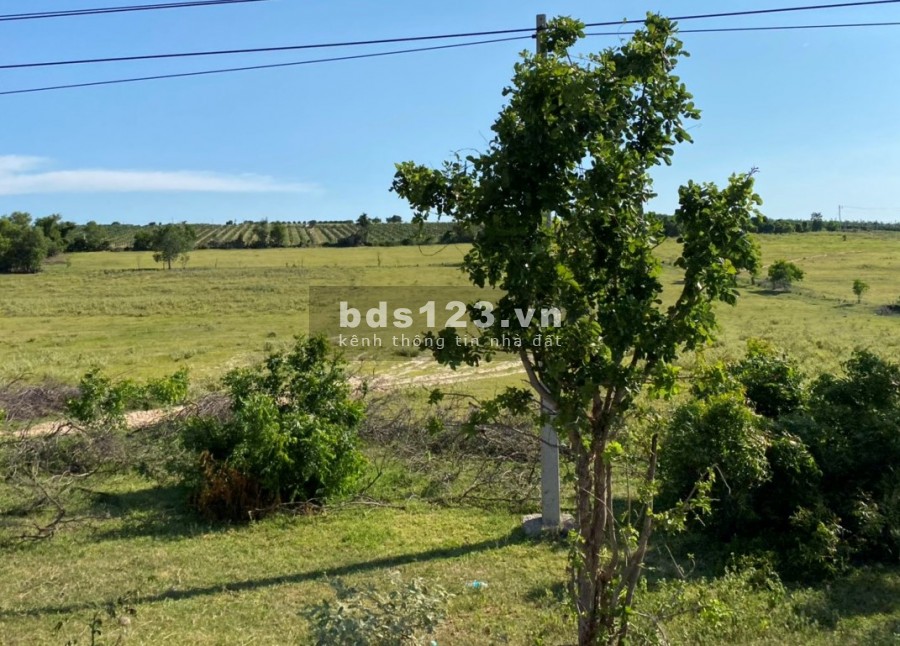 Bán 6282m2 đất nông nghiệp chợ lầu, bắc bình cách biển hoà thắng 3.7km sổ sẵn chỉ 502 triệu Lh 0938677909 Hiền