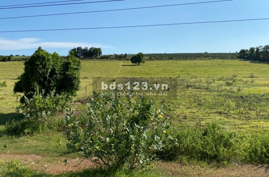 Bán 6282m2 đất nông nghiệp chợ lầu, bắc bình cách biển hoà thắng 3.7km sổ sẵn chỉ 502 triệu Lh 0938677909 Hiền