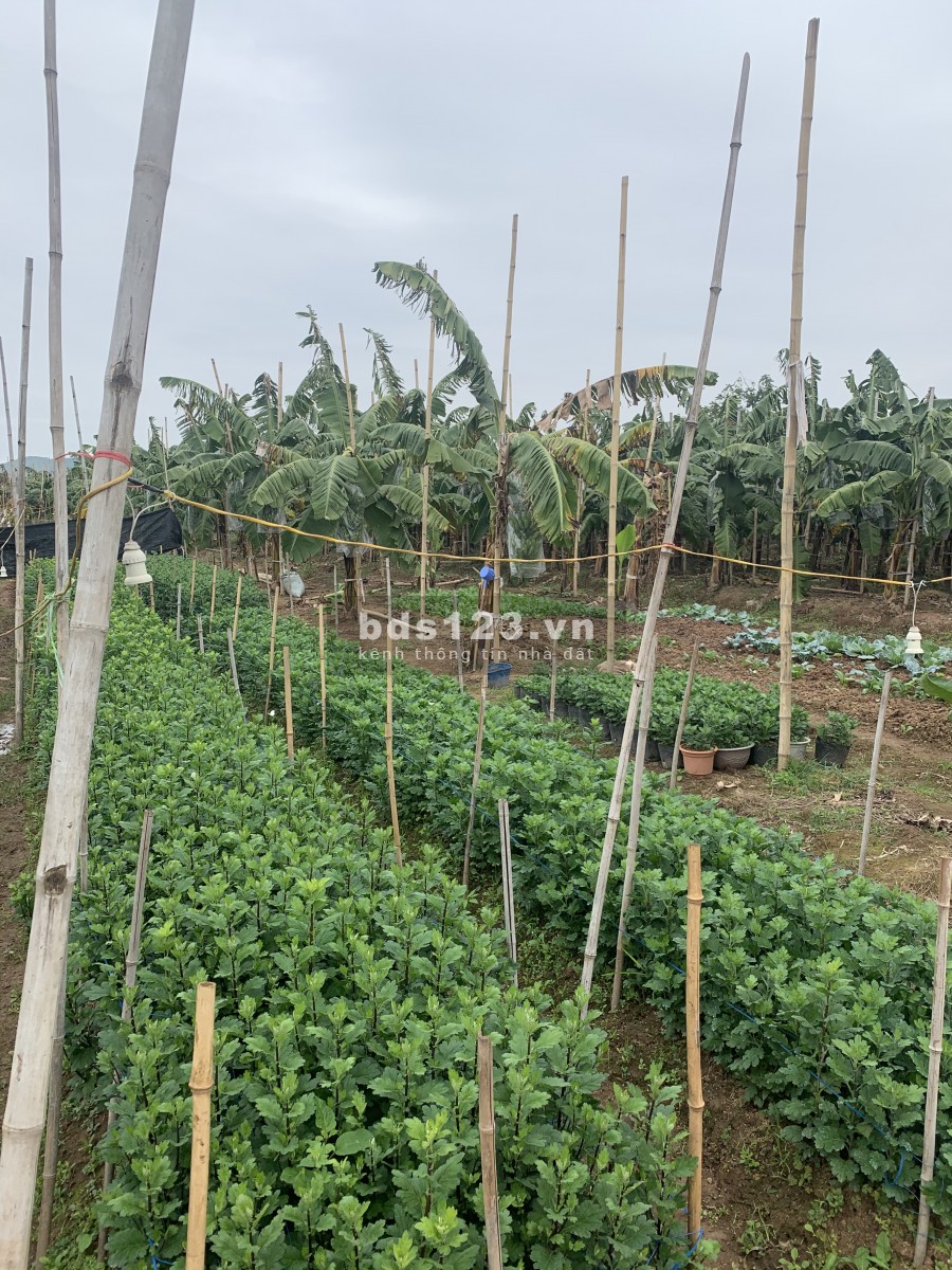 Cho thuê đất bãi trồng rau nuôi gà
