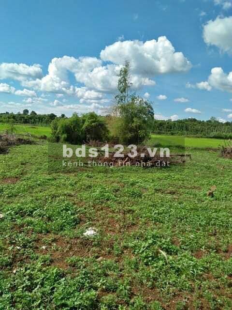 Bán Trả Nợ - MT Bến Đình, Củ Chi, 5602m2 chỉ 5 tỷ 5 có thổ cư