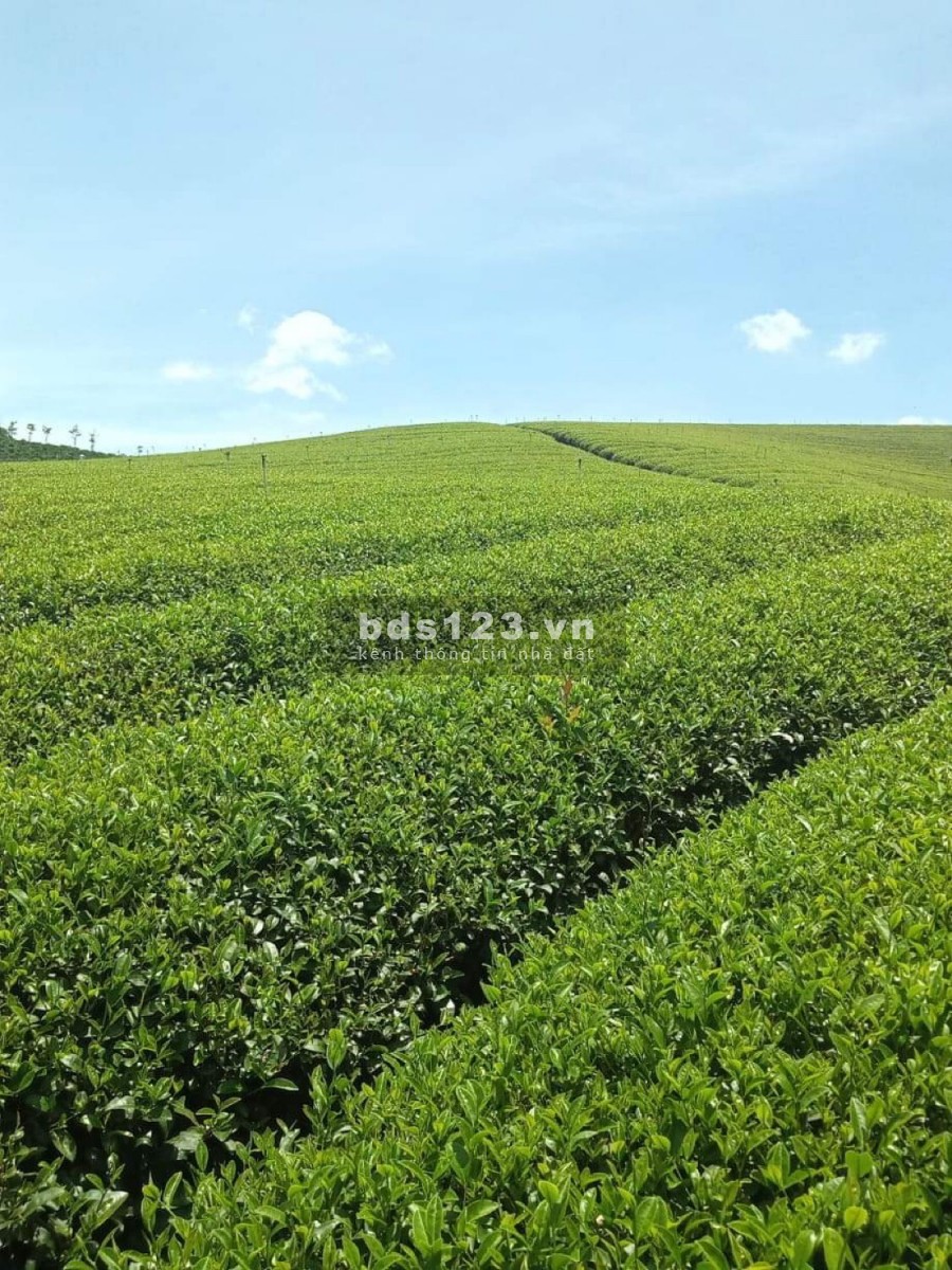 Đất đầu tư nghỉ dưỡng trung tâm TP Bảo Lộc giá chỉ 700 triệu /200m2 Full thổ cư .
