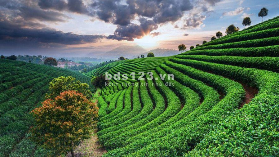 Bán vườn nghỉ dưỡng xã Lộc An, Tp Bảo Lộc Lâm Đồng.