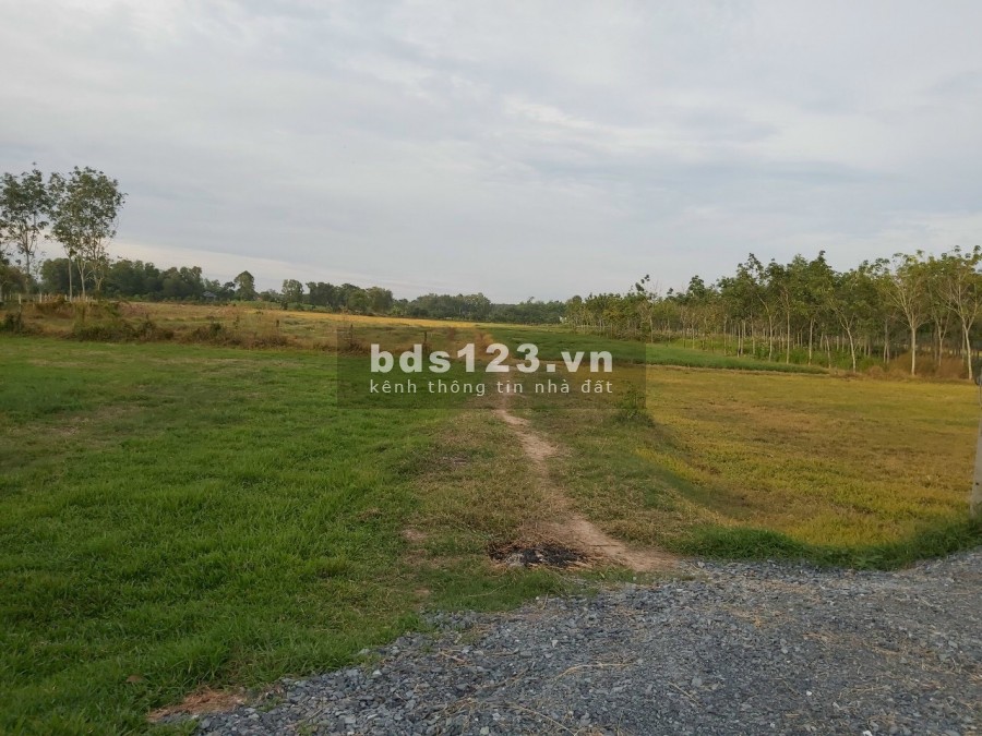 Tuổi già không người quản lý, bán 1232m² đất Củ Chi giá 600 triệu