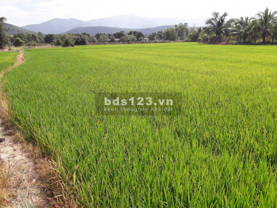 Bán đất diên thọ - diên khánh 300 ngàn 1mv
