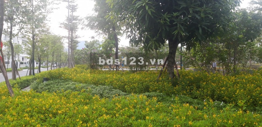 Căn 330m2 biệt thự khu K-6 Ciputra giá 43,2 tỷ đồng giá 131tr/m2
