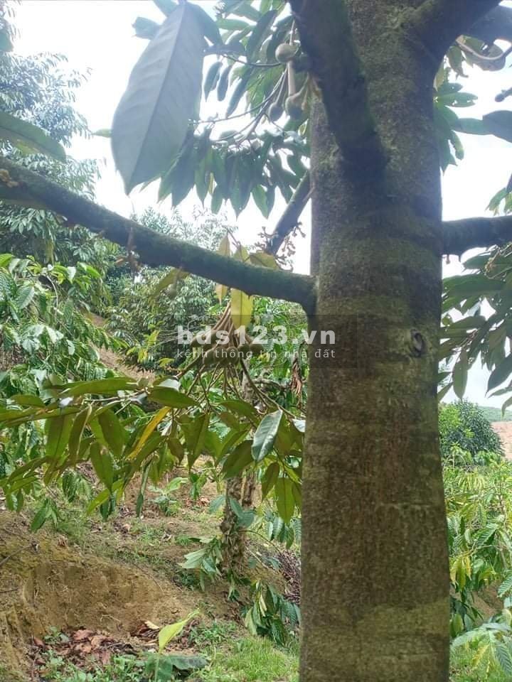 Bán đất xào Hòa Trung Di Linh 0706840274