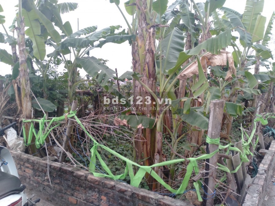 Hàng đẹp, mới về tại Cổ Bi, Gia Lâm, giá cả thị trường 31 Tr/m2