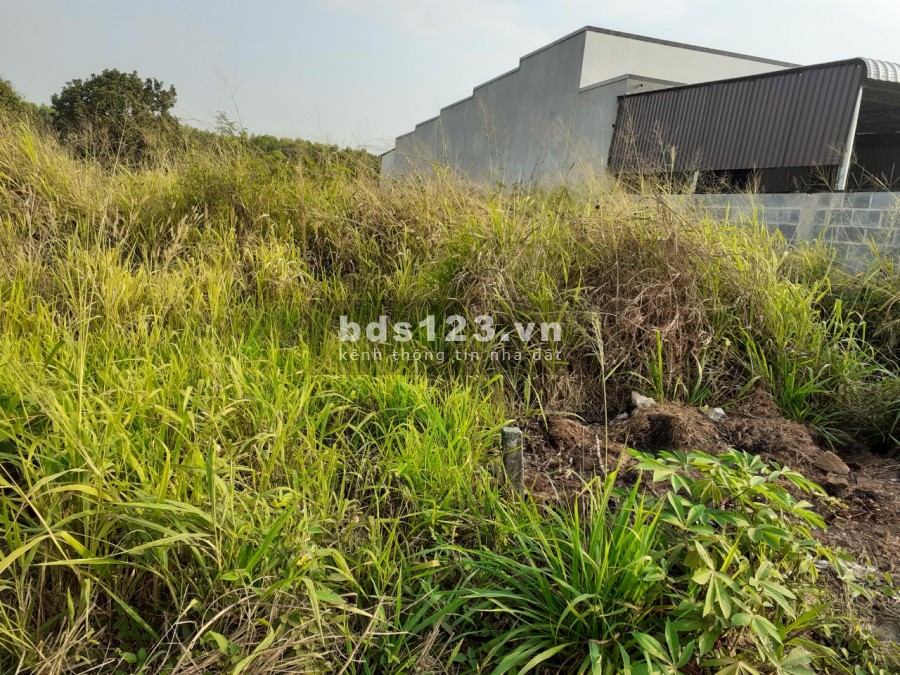 Bán đất thổ cư giá rẻ tại Thị Trấn Đất Đỏ, Bà Rịa Vũng Tàu