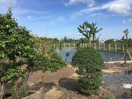 800m2 đất gần cầu bùi Nam Định cần bán gấp