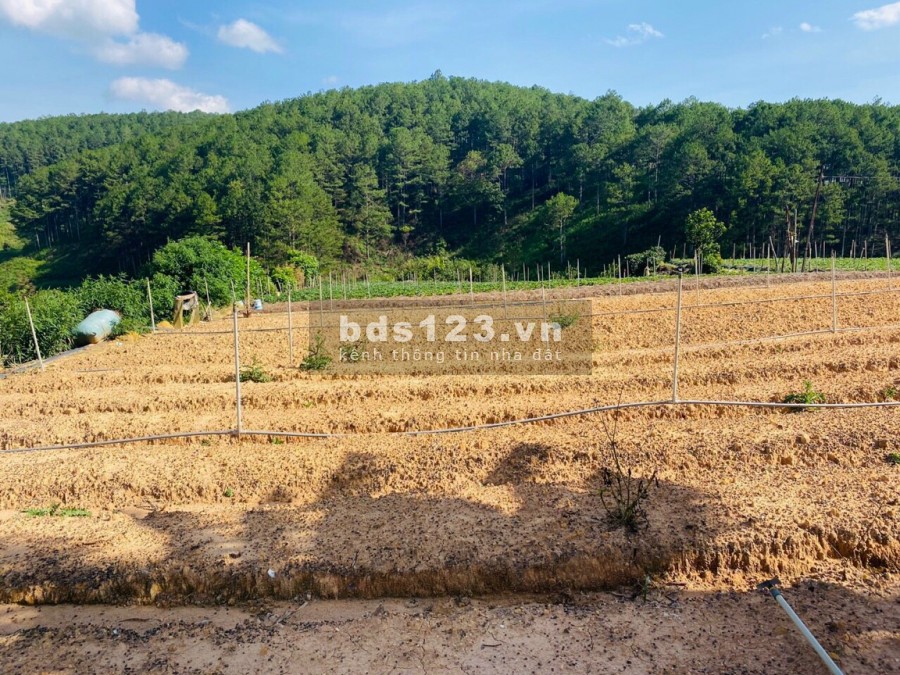 Cần bán đất Đà Lạt Đường ô tô 8m gần khu biệt thử nên thuận lời cho việc nghĩ dưỡng đầu tư sinh lời