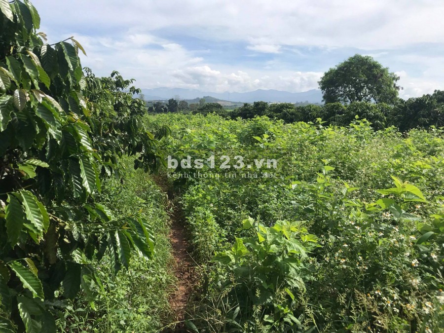 CẦN BÁN 2.4 SÀO ĐẤT(Tân thuận/tân hội/đức trọng/lâm đồng)