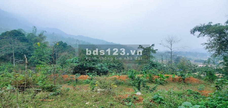 Chỉ 800 Triệu/Ha – Bán Đất Đẹp Gần Khu Công Nghiệp Yên Quang