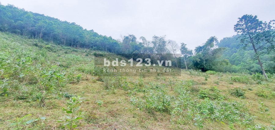 Quá Rẻ – 500tr/Ha Đất Hòa Bình Nằm Gần Đường Lớn