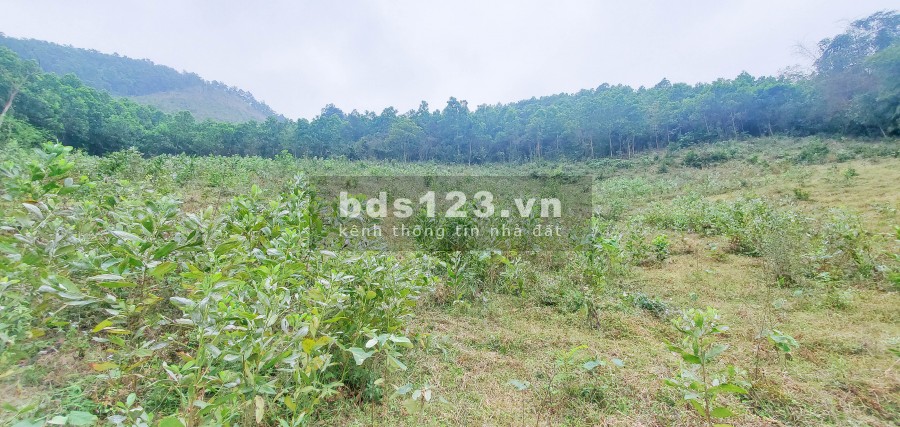 Quá Rẻ – 500tr/Ha Đất Hòa Bình Nằm Gần Đường Lớn